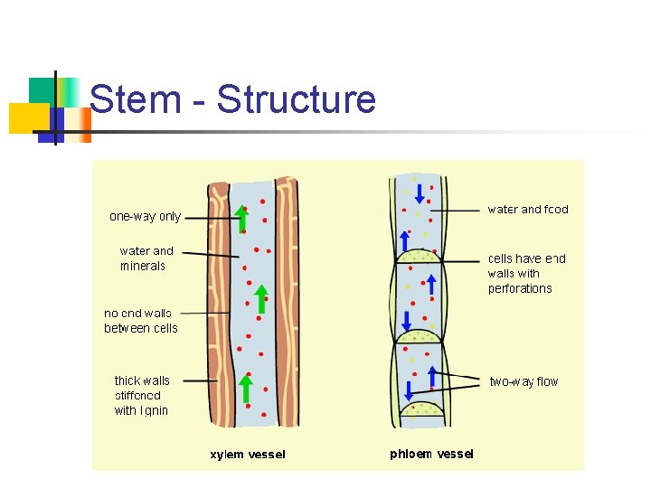 Stem - Structure 