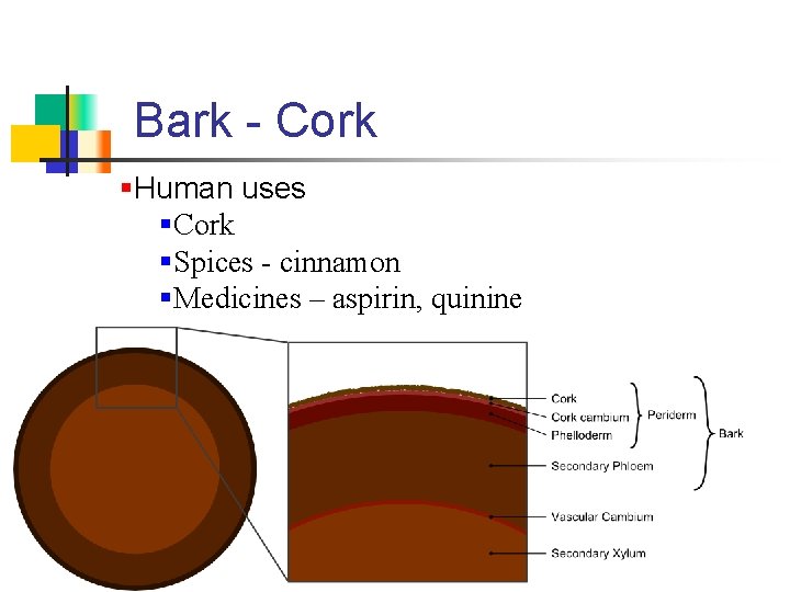 Bark - Cork §Human uses §Cork §Spices - cinnamon §Medicines – aspirin, quinine 