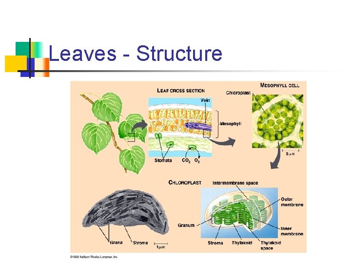 Leaves - Structure 