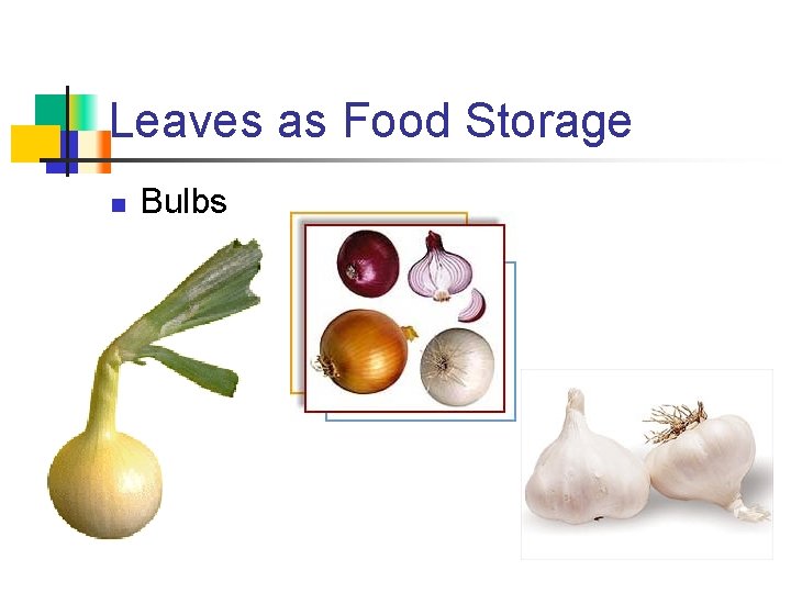 Leaves as Food Storage n Bulbs 