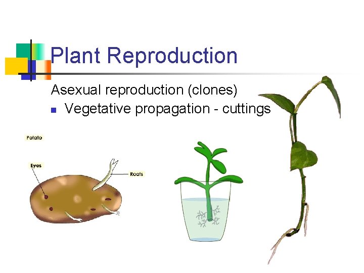 Plant Reproduction Asexual reproduction (clones) n Vegetative propagation - cuttings 