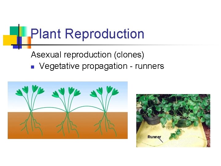 Plant Reproduction Asexual reproduction (clones) n Vegetative propagation - runners 