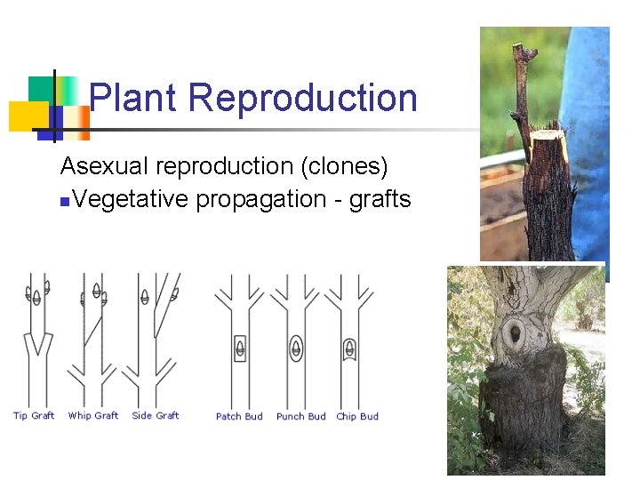 Plant Reproduction Asexual reproduction (clones) n. Vegetative propagation - grafts 