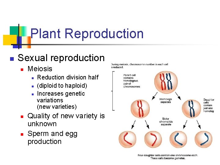 Plant Reproduction n Sexual reproduction n Meiosis n n n Reduction division half (diploid