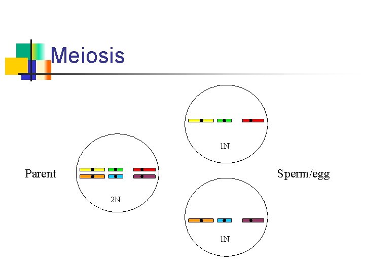Meiosis 1 N Parent Sperm/egg 2 N 1 N 