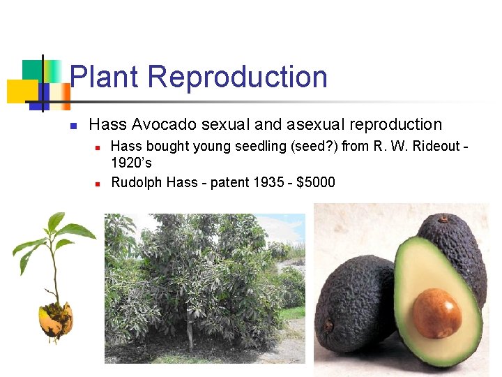 Plant Reproduction n Hass Avocado sexual and asexual reproduction n n Hass bought young