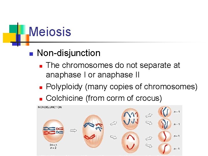 Meiosis n Non-disjunction n The chromosomes do not separate at anaphase I or anaphase