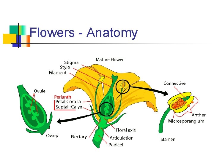 Flowers - Anatomy 