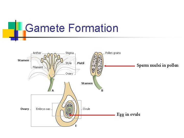 Gamete Formation Sperm nuclei in pollen Egg in ovule 