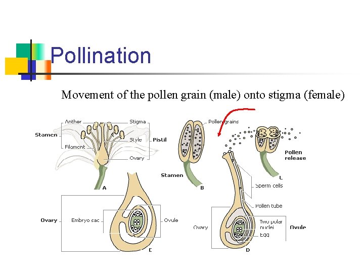 Pollination Movement of the pollen grain (male) onto stigma (female) 