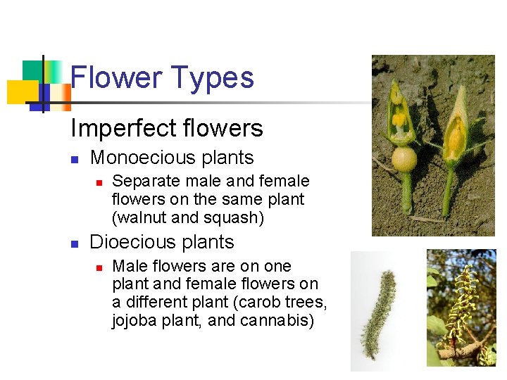 Flower Types Imperfect flowers n Monoecious plants n n Separate male and female flowers