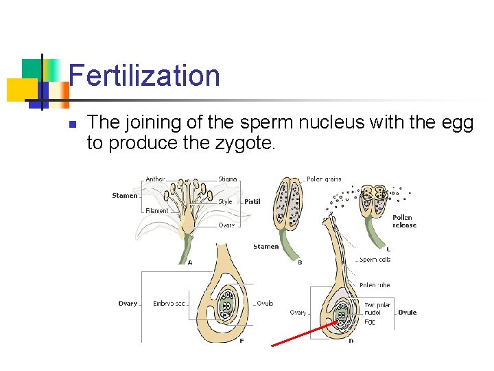 Fertilization n The joining of the sperm nucleus with the egg to produce the