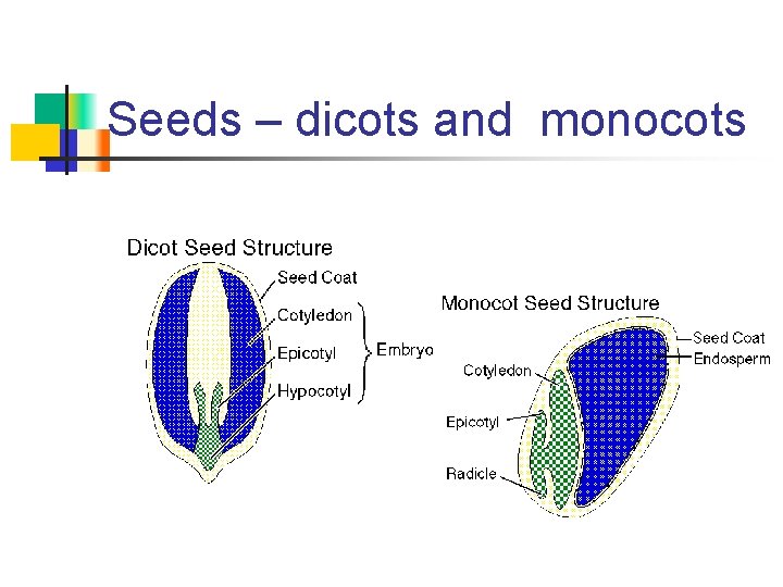 Seeds – dicots and monocots 