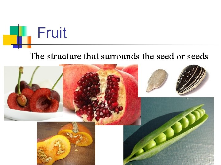 Fruit The structure that surrounds the seed or seeds 