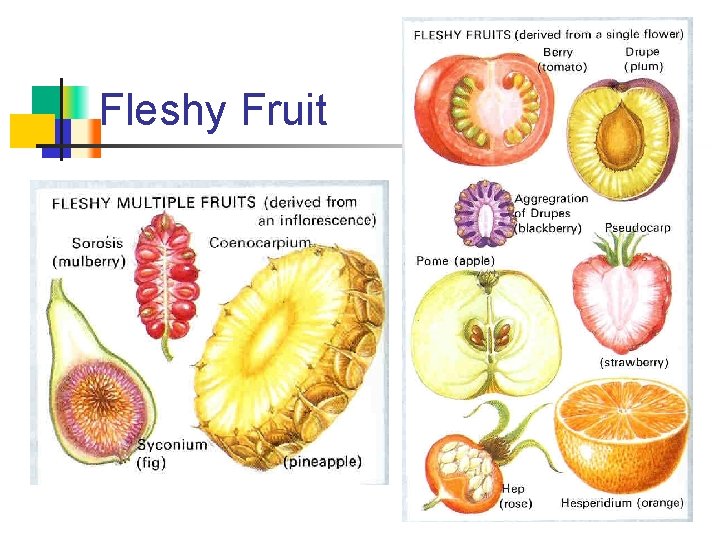 Fleshy Fruit 