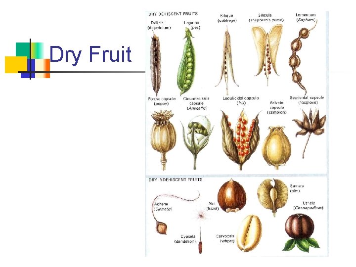 Dry Fruit 