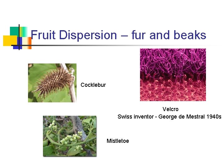 Fruit Dispersion – fur and beaks Cocklebur Velcro Swiss inventor - George de Mestral