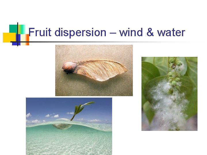 Fruit dispersion – wind & water 