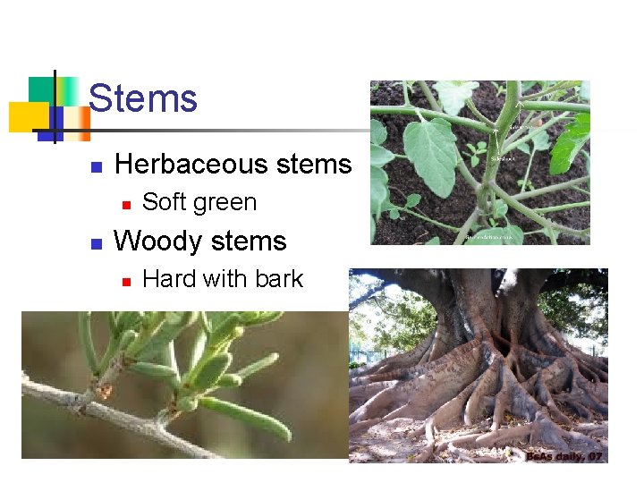 Stems n Herbaceous stems n n Soft green Woody stems n Hard with bark