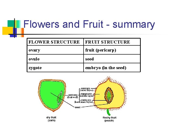 Flowers and Fruit - summary FLOWER STRUCTURE FRUIT STRUCTURE ovary fruit (pericarp) ovule seed