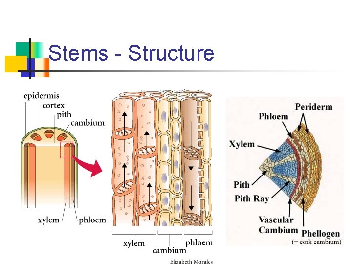 Stems - Structure 