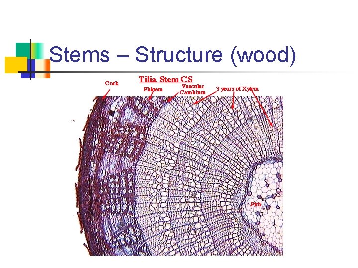 Stems – Structure (wood) 