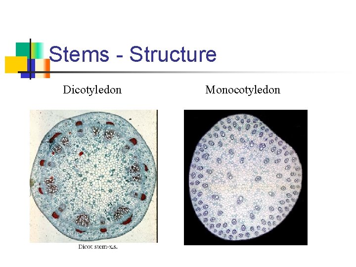 Stems - Structure Dicotyledon Monocotyledon 