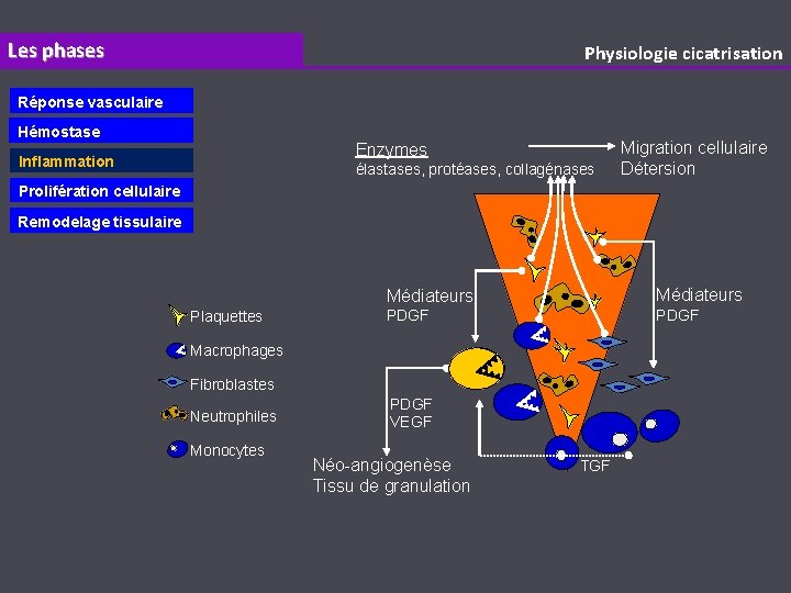 Les phases Physiologie cicatrisation Réponse vasculaire Hémostase Enzymes Inflammation élastases, protéases, collagénases Migration cellulaire