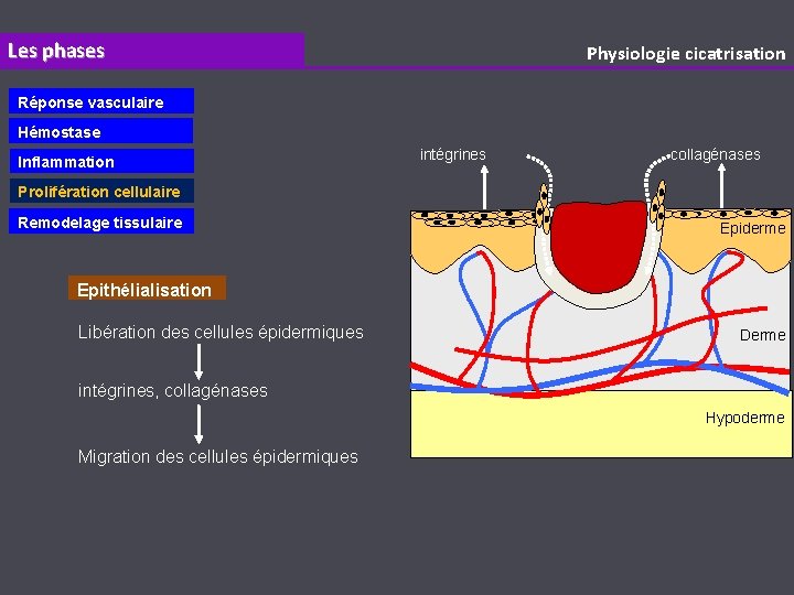 Les phases Physiologie cicatrisation Réponse vasculaire Hémostase Inflammation intégrines collagénases Prolifération cellulaire Remodelage tissulaire