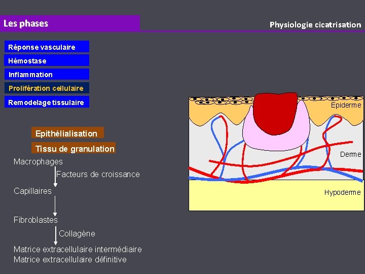 Les phases Physiologie cicatrisation Réponse vasculaire Hémostase Inflammation Prolifération cellulaire Remodelage tissulaire Epiderme Epithélialisation