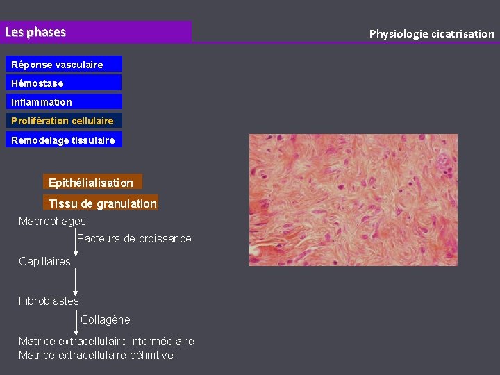 Les phases Physiologie cicatrisation Réponse vasculaire Hémostase Inflammation Prolifération cellulaire Remodelage tissulaire Epithélialisation Tissu