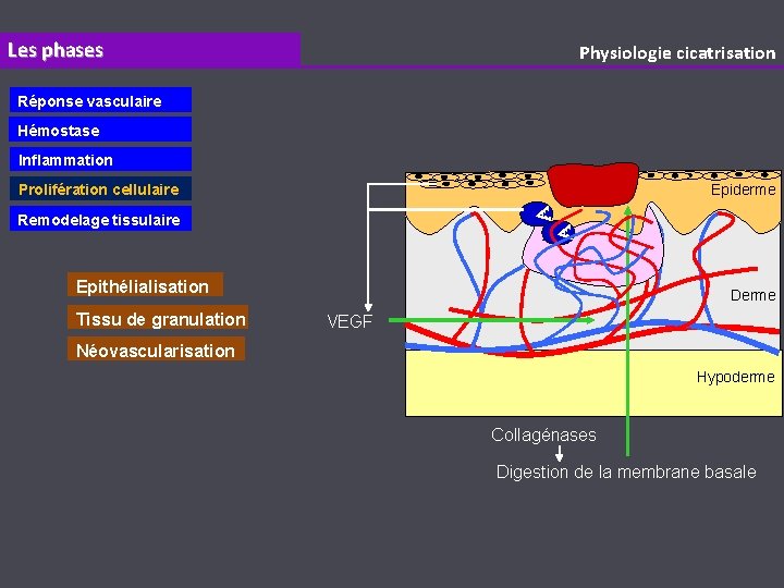 Les phases Physiologie cicatrisation Réponse vasculaire Hémostase Inflammation Epiderme Prolifération cellulaire Remodelage tissulaire Epithélialisation