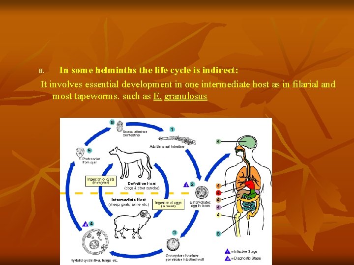 In some helminths the life cycle is indirect: It involves essential development in one In some helminths the life cycle is indirect: It involves essential development in one