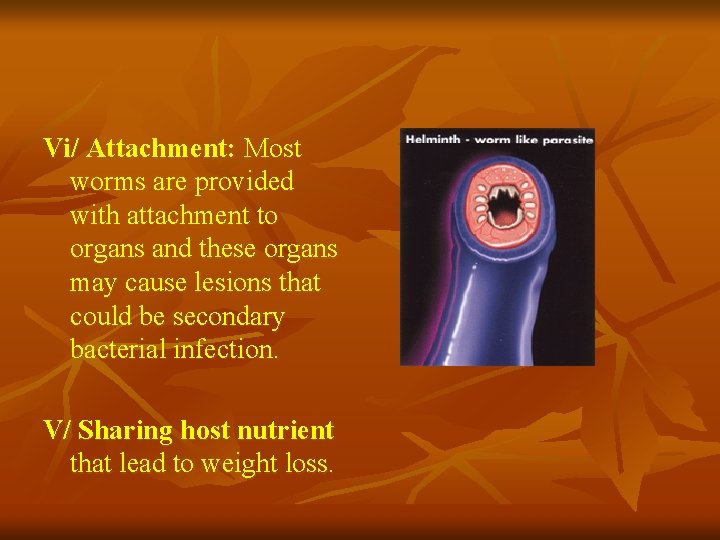 Vi/ Attachment: Most worms are provided with attachment to organs and these organs may Vi/ Attachment: Most worms are provided with attachment to organs and these organs may