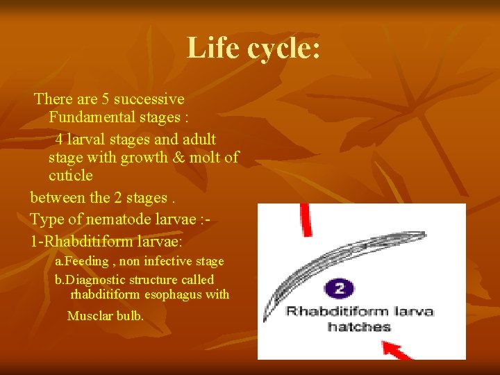 Life cycle: There are 5 successive Fundamental stages : 4 larval stages and adult Life cycle: There are 5 successive Fundamental stages : 4 larval stages and adult
