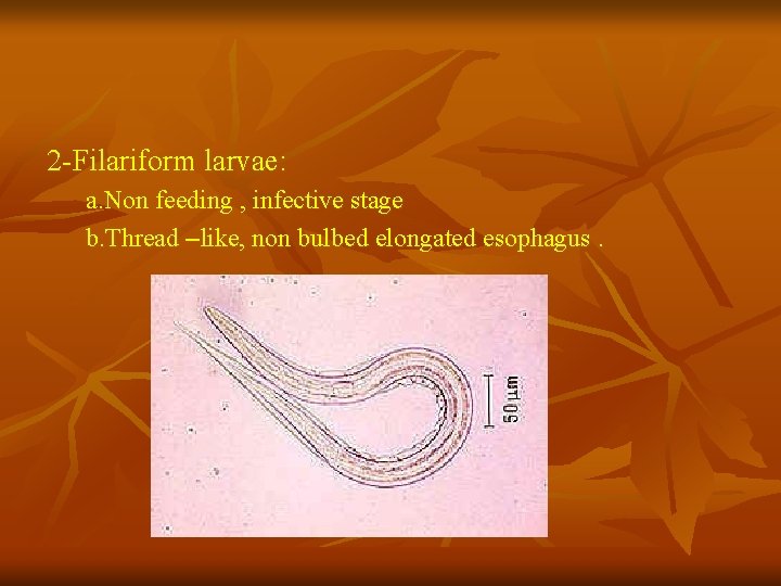2 -Filariform larvae: a. Non feeding , infective stage b. Thread –like, non bulbed 2 -Filariform larvae: a. Non feeding , infective stage b. Thread –like, non bulbed