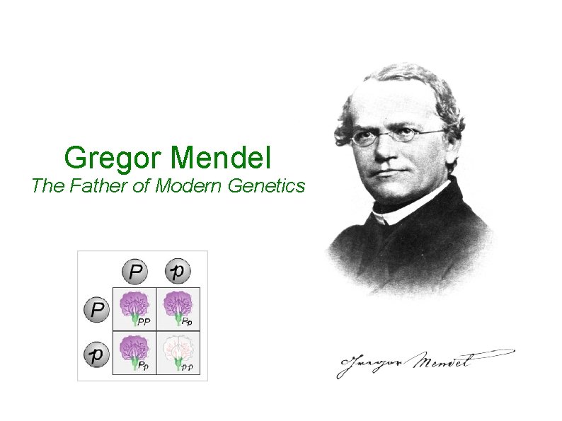 Gregor Mendel The Father of Modern Genetics 