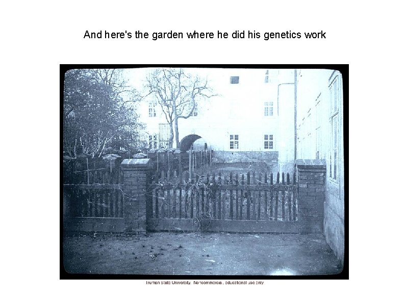 And here's the garden where he did his genetics work 