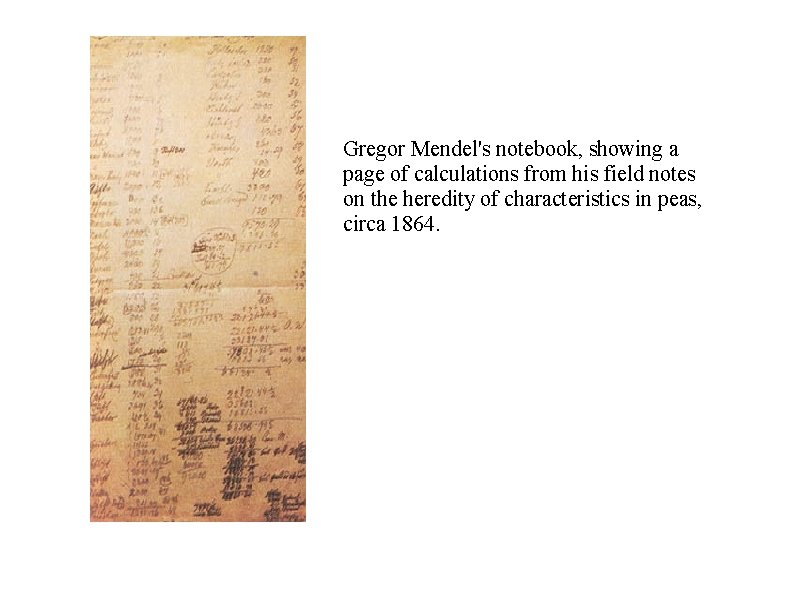 Gregor Mendel's notebook, showing a page of calculations from his field notes on the