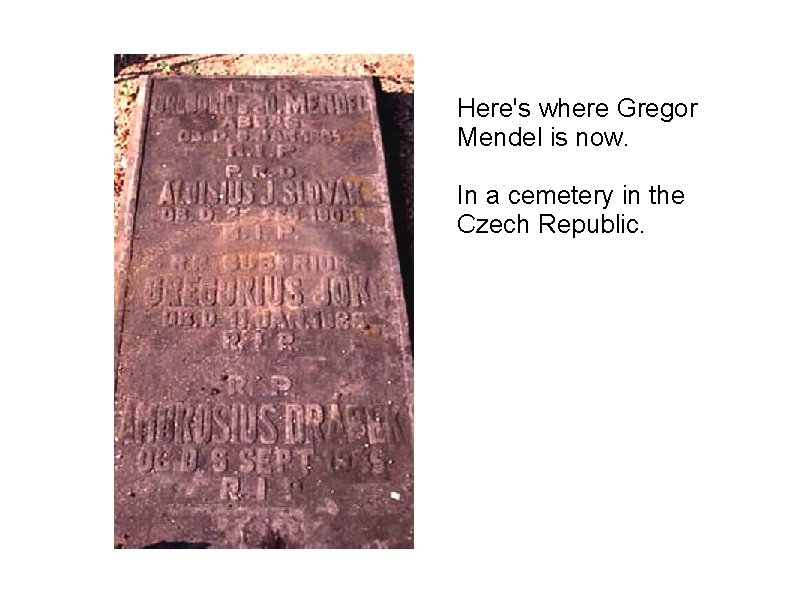 Here's where Gregor Mendel is now. In a cemetery in the Czech Republic. 