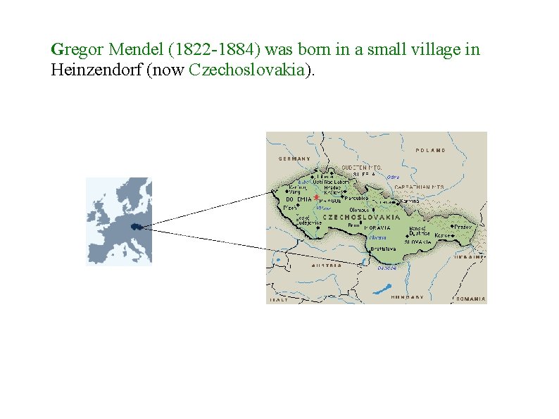 Gregor Mendel (1822 -1884) was born in a small village in Heinzendorf (now Czechoslovakia).