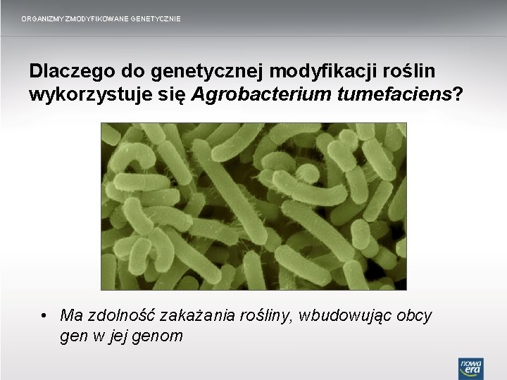 ORGANIZMY ZMODYFIKOWANE GENETYCZNIE Dlaczego do genetycznej modyfikacji roślin wykorzystuje się Agrobacterium tumefaciens? • Ma