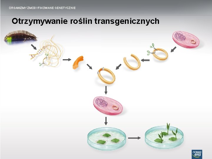 ORGANIZMY ZMODYFIKOWANE GENETYCZNIE Otrzymywanie roślin transgenicznych 