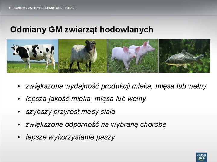 ORGANIZMY ZMODYFIKOWANE GENETYCZNIE Odmiany GM zwierząt hodowlanych • zwiększona wydajność produkcji mleka, mięsa lub