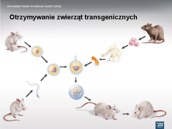 ORGANIZMY ZMODYFIKOWANE GENETYCZNIE Otrzymywanie zwierząt transgenicznych 