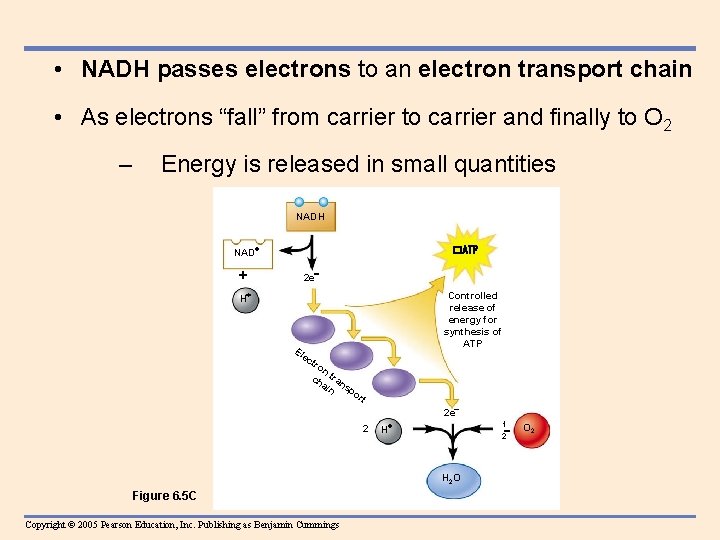  • NADH passes electrons to an electron transport chain • As electrons “fall”