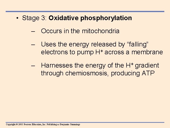  • Stage 3: Oxidative phosphorylation – Occurs in the mitochondria – Uses the