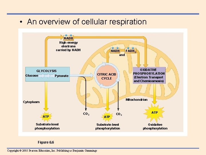  • An overview of cellular respiration NADH High-energy electrons carried by NADH FADH