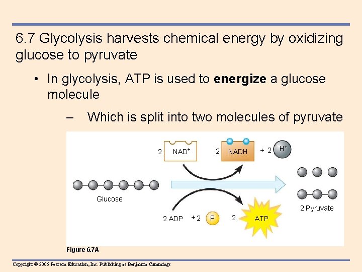 6. 7 Glycolysis harvests chemical energy by oxidizing glucose to pyruvate • In glycolysis,