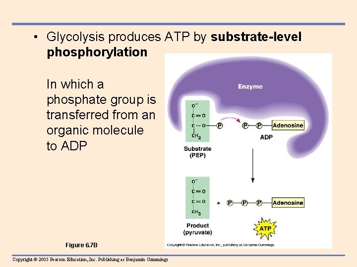  • Glycolysis produces ATP by substrate-level phosphorylation In which a phosphate group is